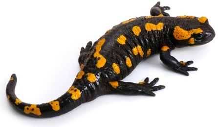 Salamander čili mlok - maskot Ubuntu 13.10