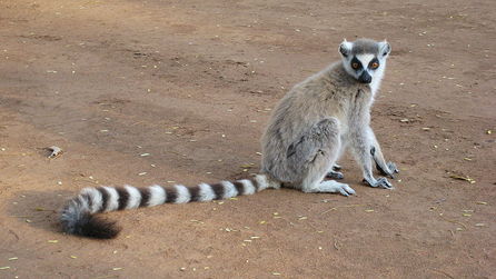 Lemur kata (foto Alex Dunkel, CC-BY)