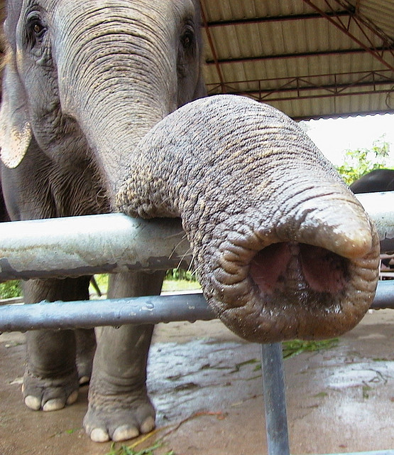 Slon je maskotem PostgreSQL, CC BY-SA Greg George