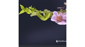 openmandriva60_01.png
