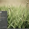 Cinnamon v mateřské distribuci Linux Mint