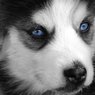 Černobílý husky s modrýma očima