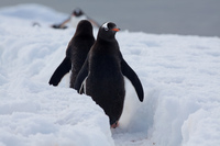 Foto pinguino